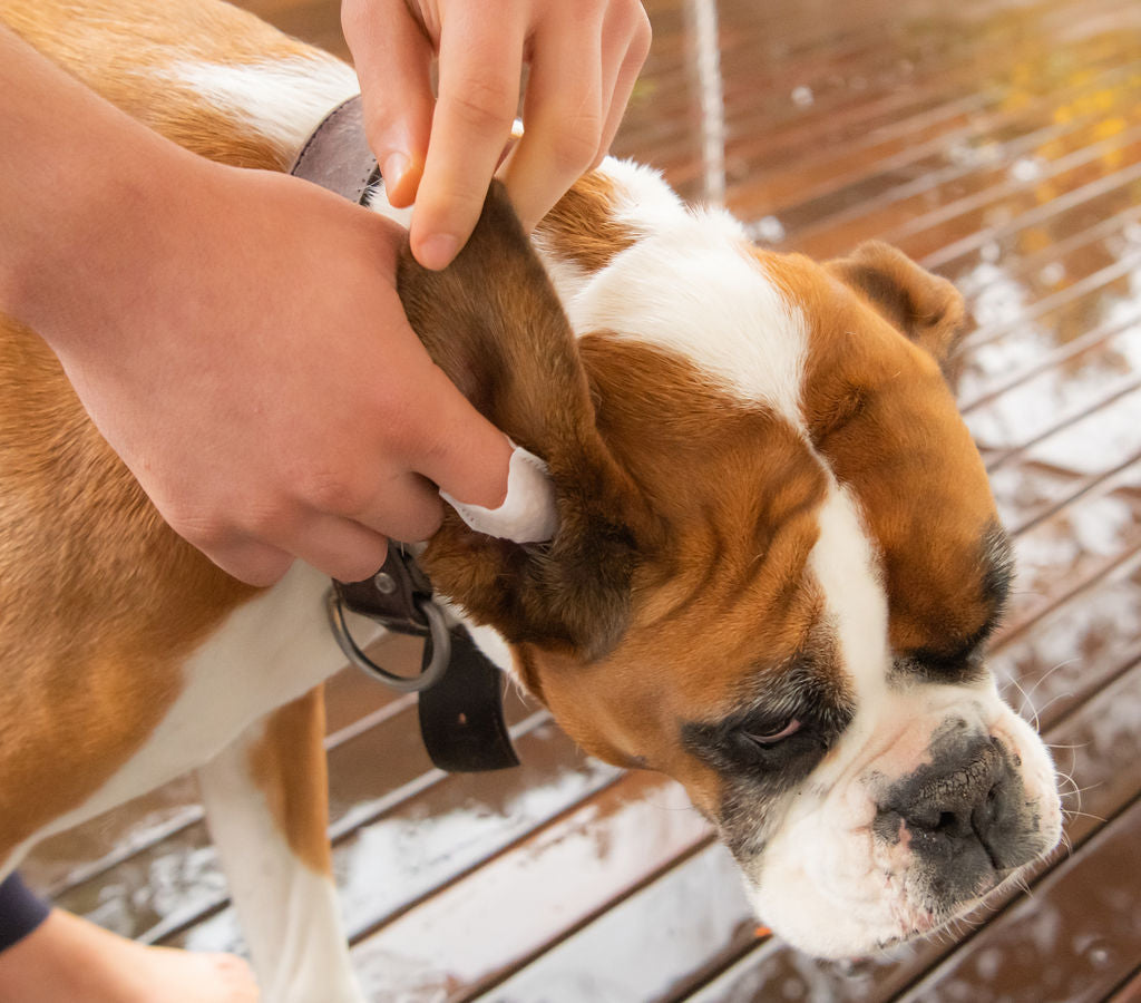 Pet Ear Finger Wipes
